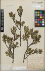Foto von Salix glabra Scop.